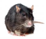 Contre les rats